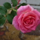 Rózsák hétvégéje az Oázisban!