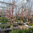 Különleges növények tavaszi kavalkádja az Oázis Kertészetben!