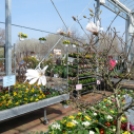 Különleges növények tavaszi kavalkádja az Oázis Kertészetben!