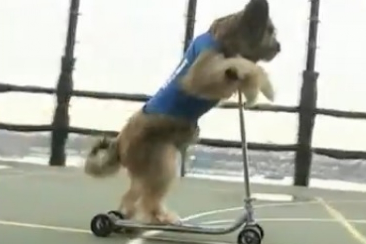 Norman a világ leggyorsabban rollerező kutyája - Nézze meg!