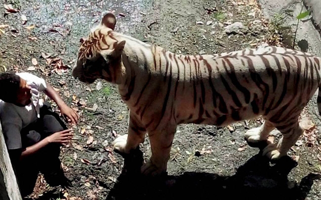 Fehér tigris végzett az újdelhi állatkert egyik látogatójával