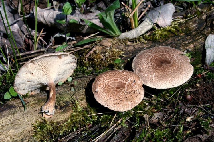 Gombatúra Kertvárosból