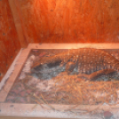 Hüllő és madárpók kiállítás