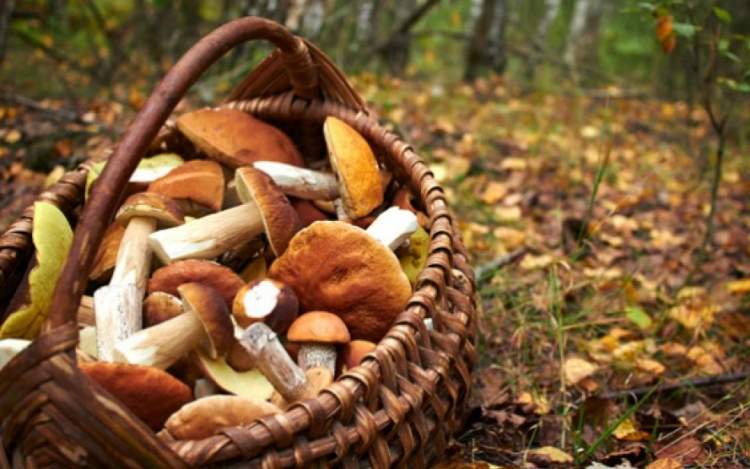 XVII. Gombász Hétvége és Gombakiállítás Agostyánban