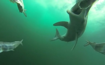 Ilyen, mikor üldözőbe vesz egy cápa (videó)
