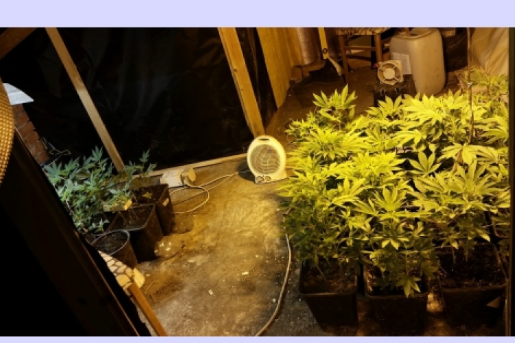 128 tő marihuánát foglaltak le a rendőrök