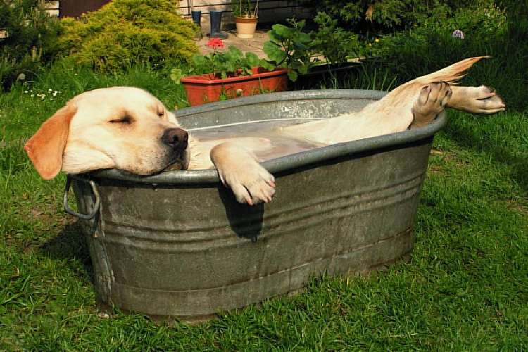 Kutyamelegben, tippek állattartóknak