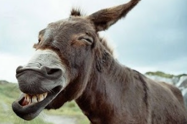 Tíz szamár már biztosan indul a rádpusztai Csacsigaloppon