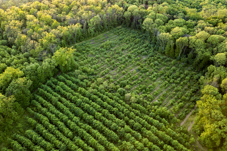 Országos szinten folytatódik a városi erdők fejlesztése