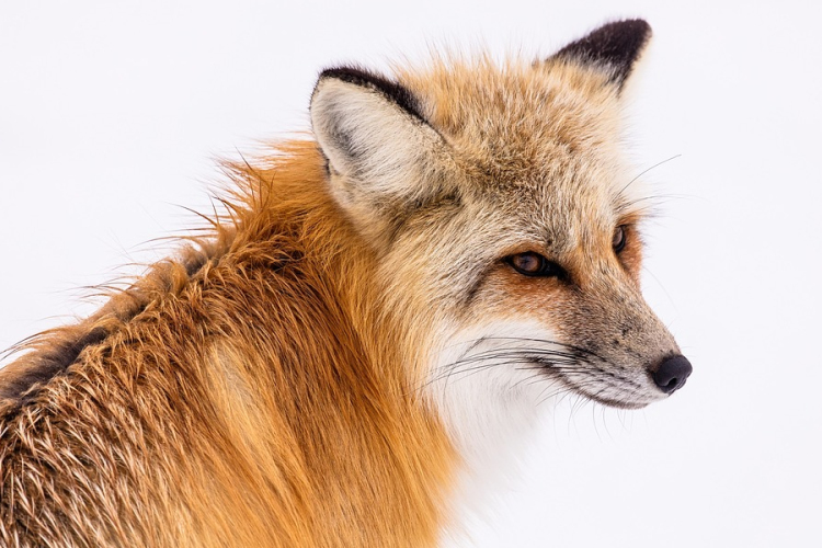 Októberben ismét vakcinázzák veszettség ellen a rókákat