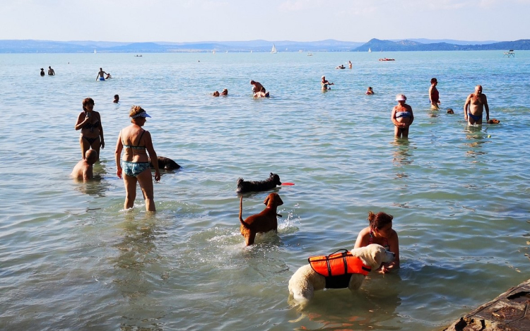 Idén már 21 kutyabarát strand és fürdetőhely várja országszerte a kutyásokat