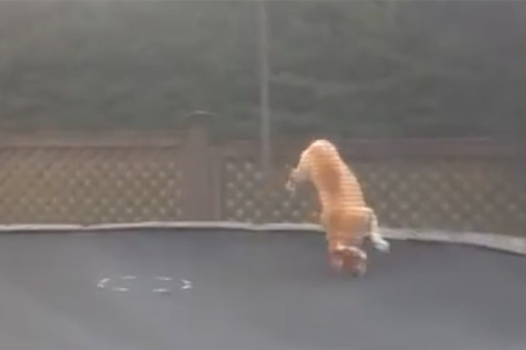 Napi vicces videó: a kutya és a trambulin találkozása