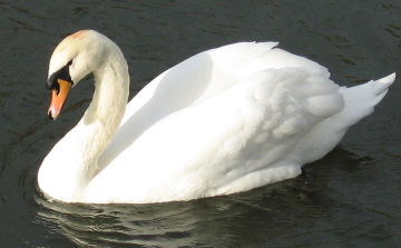 MME: a vízimadarak etetése veszélybe sodorja az állatokat