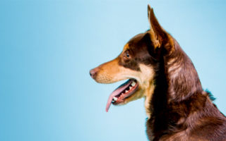 Egy délután a hős kutyákért