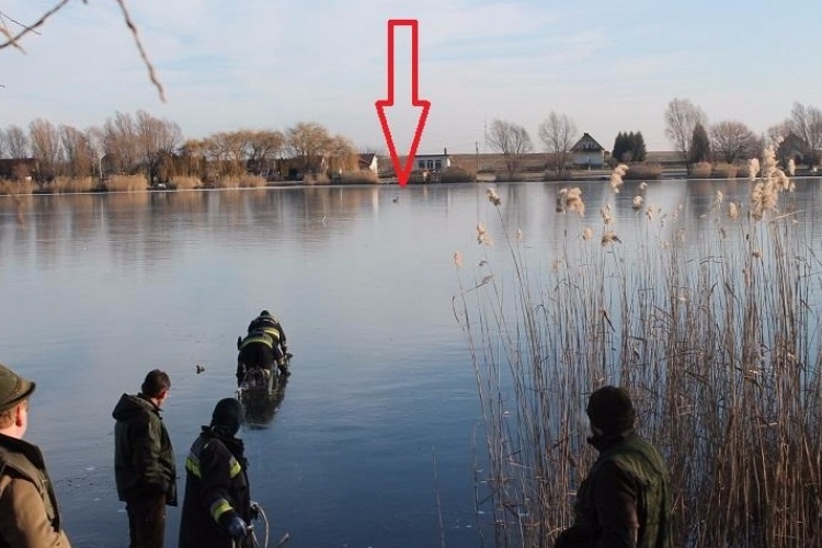 Őzet mentettek a befagyott csepregi tó jegéről