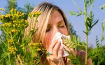 Aktuális polleninfo