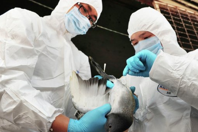 Kutatók szerint levegőben terjed, és emberre, emlősökre is veszélyt jelent a H7N9