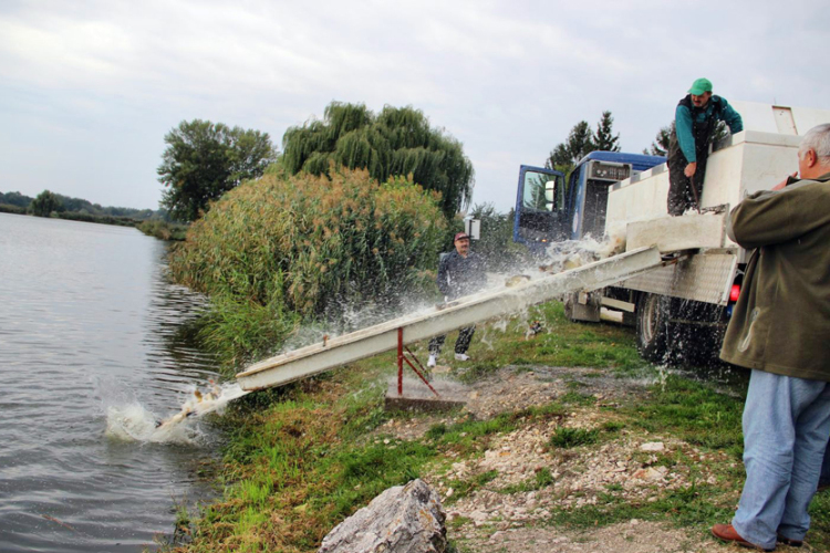 Utánpótlásban továbbra sincs hiány  a környei tóban