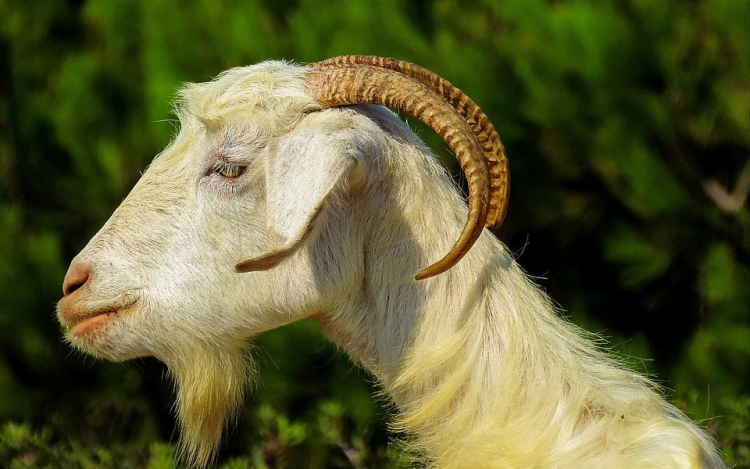 Elítélték a gazdát, akinek a kosa megölt két embert