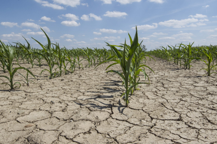 Agrometeorológia: egyre súlyosabb a mezőgazdasági aszály