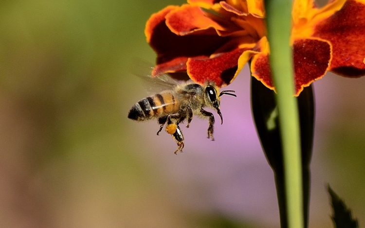 Felelős lehet a méhek pusztulásáért a legelterjedtebb gyomirtó