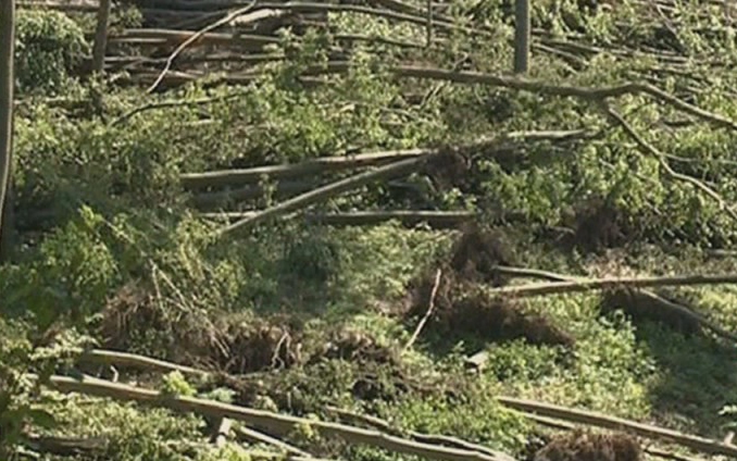 Mintegy 23 ezer köbméter fát döntött ki a vihar a Bükkben és a Mátrában