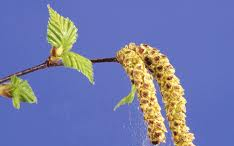 10. heti pollen jelentés