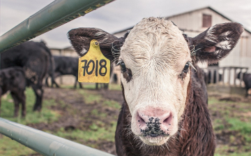Gümőkórt mutattak ki egy Csongrád-Csanád megyei szarvasmarha-állományban
