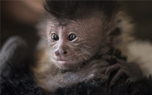 Gondozói nevelik a cuki újszülött kapucinusmajmot a debreceni állatkertben