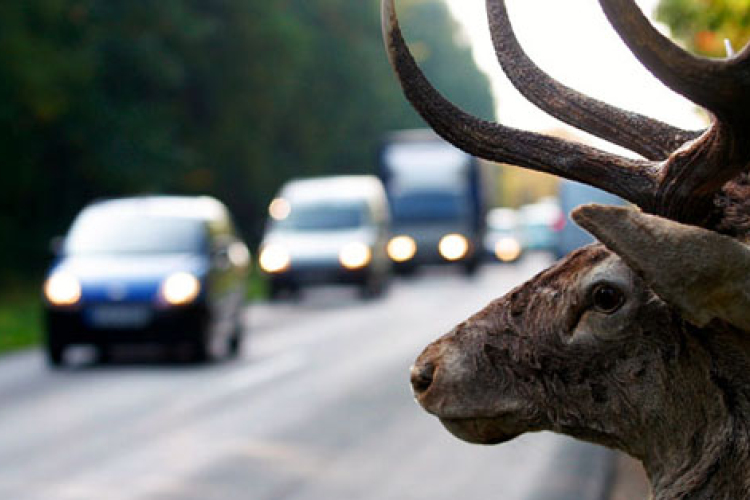 Vigyázat, szarvas veszély!
