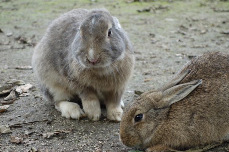 Kanada megnyitotta kapuit a magyar nyúlhús előtt