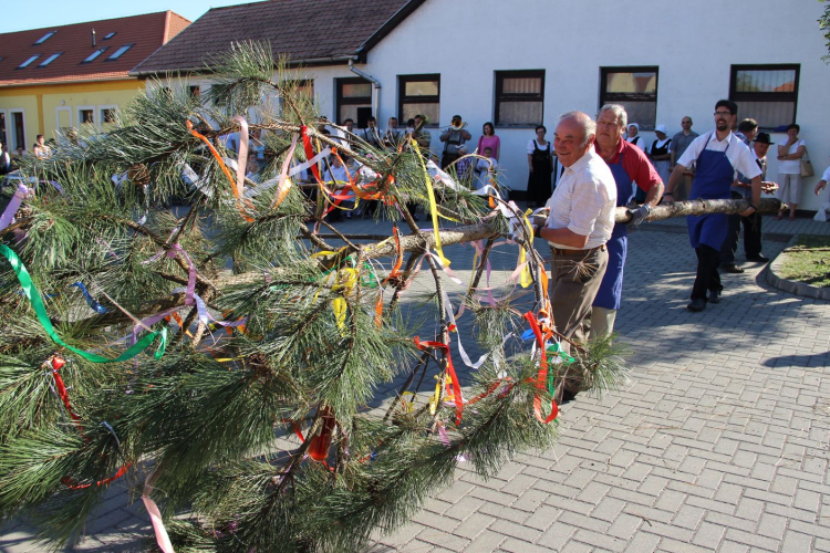 Kitáncolták, kidanolták a májfát