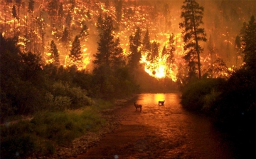 A szabadtéri tűzgyújtás szabályai, az erdők tűzvédelme