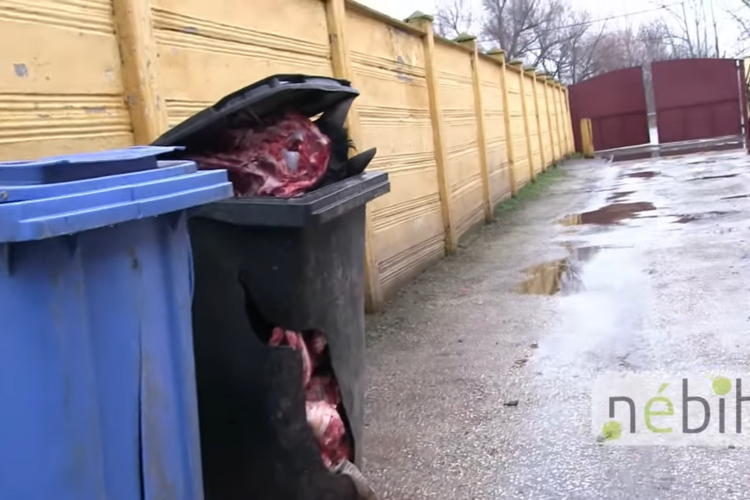 Újabb elborzasztó vágóhidat zárt be a Nébih - VIDEÓ