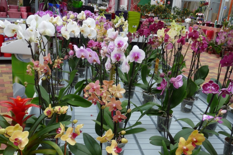 Orchideák éjszakája az Oázis Kertészetben!